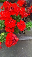 Pelargonium × hybridum