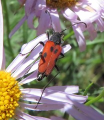 Anastrangalia laetifica