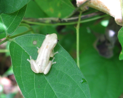 Afrixalus weidholzi