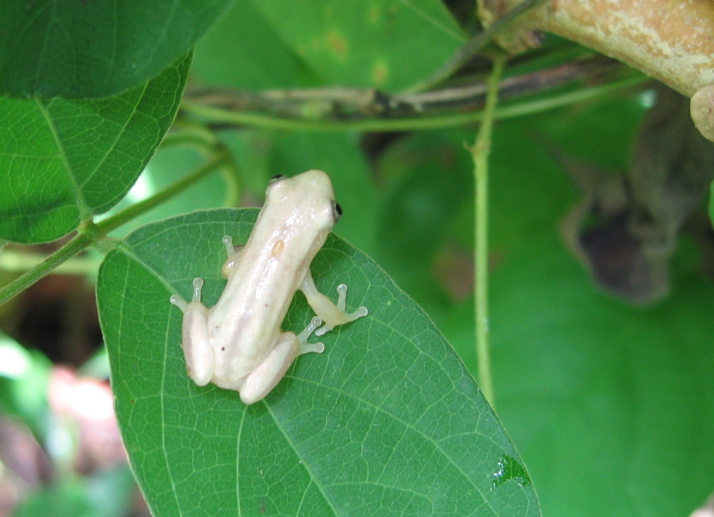Weidholz's Banana Frog