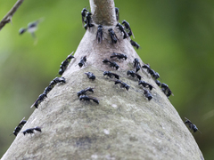 Epipona