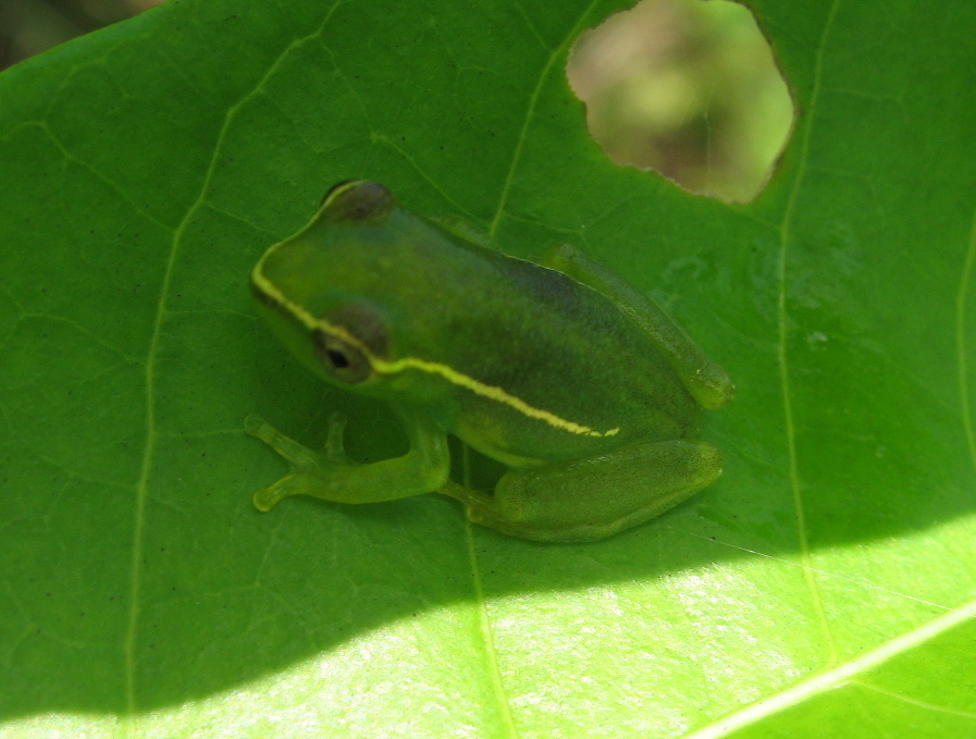 Igbetti Long Reed Frog