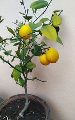 Citrus × limon