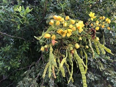 Senna gaudichaudii