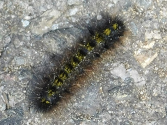 Lophocampa argentata