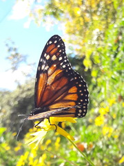 Danaus erippus