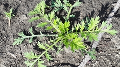 Matricaria discoidea