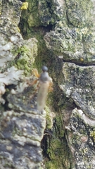 Platypalpus