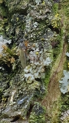 Platypalpus