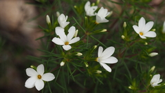 Leptosiphon floribundus glaber