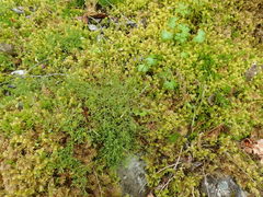 Saxifraga fragosoi