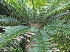 Encephalartos altensteinii
