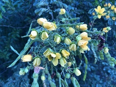 Senna gaudichaudii