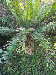Encephalartos altensteinii