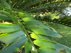 Encephalartos altensteinii