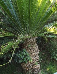 Encephalartos altensteinii