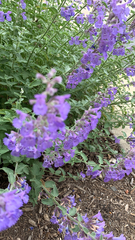 Salvia yangii