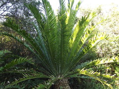 Encephalartos altensteinii