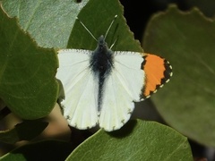 Anthocharis julia stella