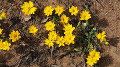 Pentachaeta aurea aurea