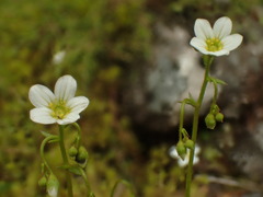 Saxifraga fragosoi