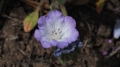 Phacelia curvipes