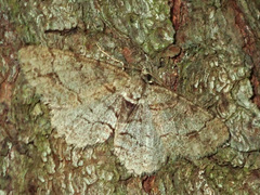 Paradarisa consonaria