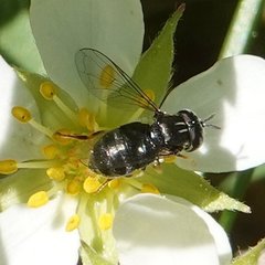 Paragus