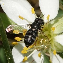 Paragus