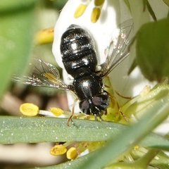 Paragus