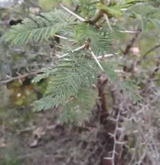 Vachellia caven