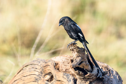 East African Magpie Shrike (Subspecies Lanius melanoleucus ...