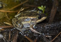 Lithobates virgatipes
