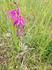 Gladiolus