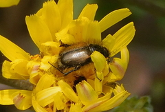 Chasmatopterus villosulus