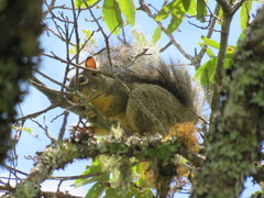 Sciurus oculatus