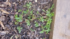 Potentilla reptans