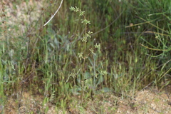 Silene otites