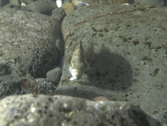 Abudefduf septemfasciatus