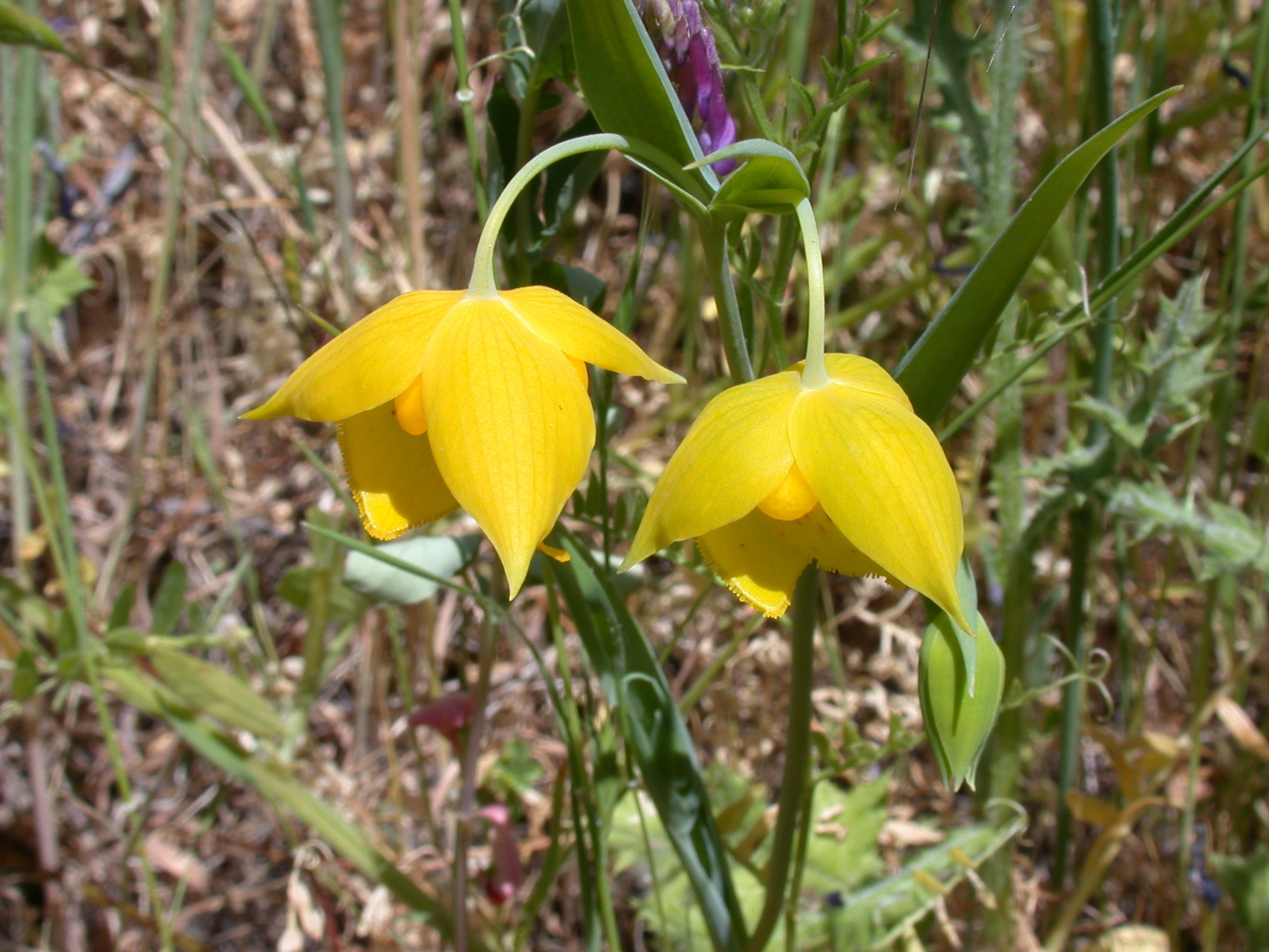 Calochortus amabilis