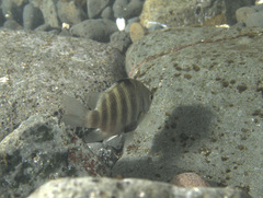 Abudefduf septemfasciatus