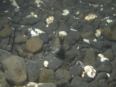 Abudefduf septemfasciatus