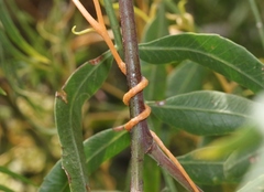 Cuscuta subinclusa
