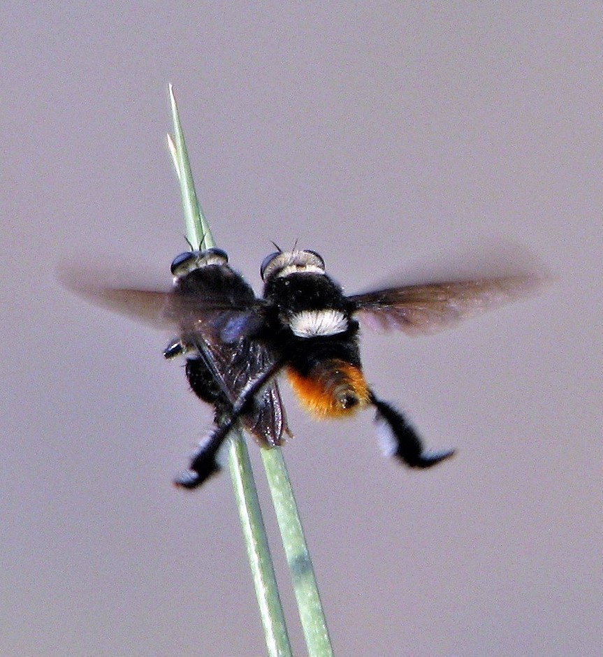 Mallophora ruficauda