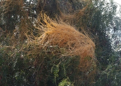 Cuscuta subinclusa