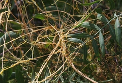 Cuscuta subinclusa