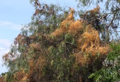 Cuscuta subinclusa