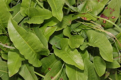 Bistorta officinalis