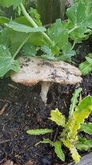 Volvopluteus gloiocephalus