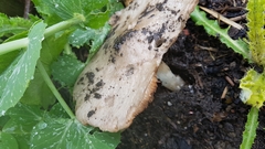 Volvopluteus gloiocephalus